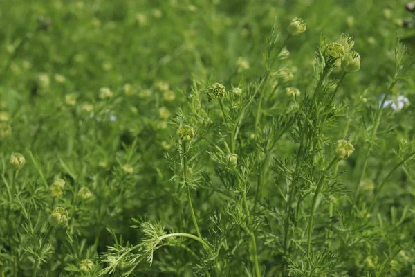 beyaz renkli kişniş çiçeği ve ağaç hasat için sıkıca bağlanmış