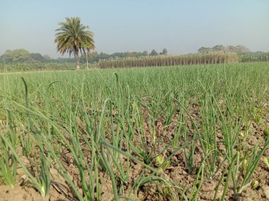 Hasat için yeşil renkli soğan mahsulü.