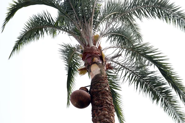 date palm tree on firm for harvest