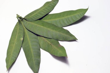 Beyaz arkaplanda yeşil renkli mango yaprağı