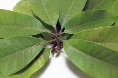 Beyaz arkaplanda yeşil renkli mango yaprağı