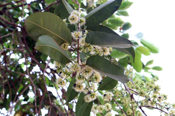 Bouillon Fleurs Syzygium Cumini Couleur Blanche Sur Arbre Dans Entreprise — Photo