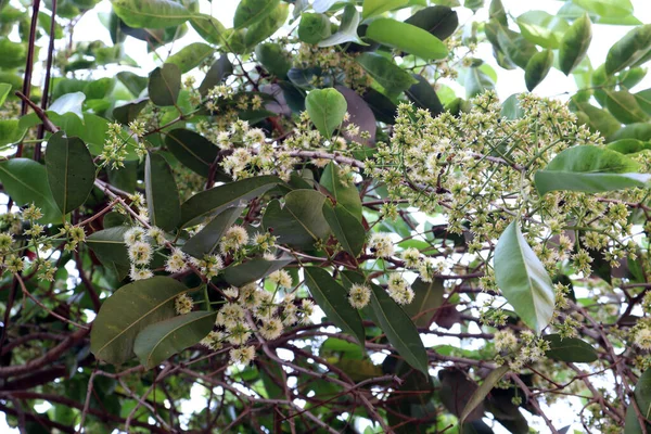 Brodo Fiori Syzygium Cumini Colore Bianco Albero Ditta — Foto Stock