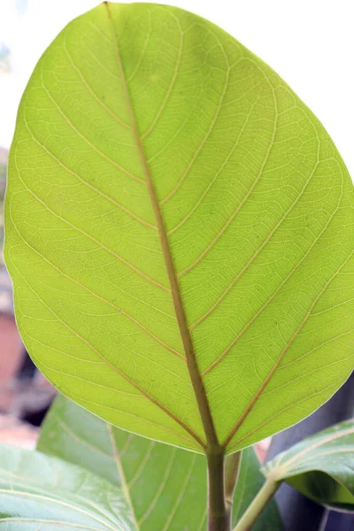 Zelený List Banyan Strom Zahradě — Stock fotografie