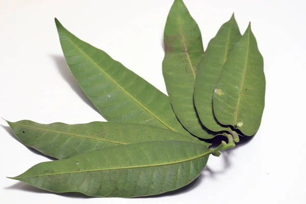 Зеленый Цвет Листья Манго Белом Фоне — стоковое фото