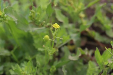 Sarı renkli güzel çiçek hasat için sıkıca sarılmış.