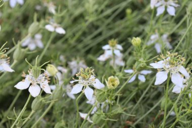 Hasat için ağaçta beyaz renkli siyah kimyon çiçeği