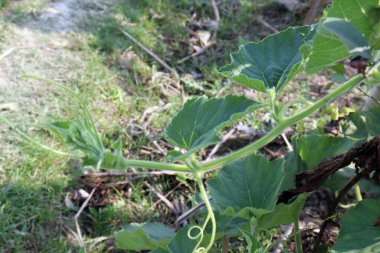 Sağlıklı ve taze şişe koruma yaprağı çiftliğe yakın.