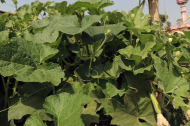 Sağlıklı ve taze şişe koruma yaprağı çiftliğe yakın.