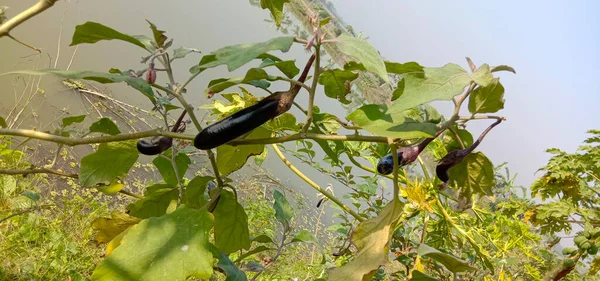 Savoureux Sain Brinjal Gros Plan Sur Arbre Dans Entreprise Pour — Photo