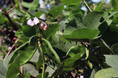 Taze ve sağlıklı Edamame stokları hasat için ağaçta.