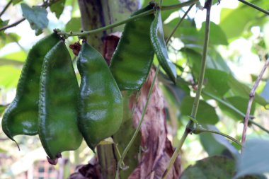Taze ve sağlıklı Edamame stokları hasat için ağaçta.