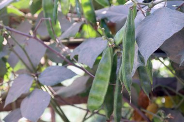 Taze ve sağlıklı Edamame stokları hasat için ağaçta.