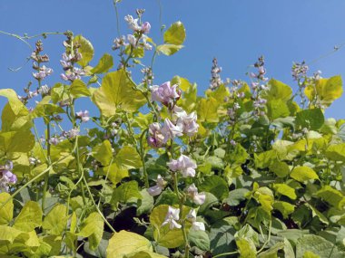 Taze ve sağlıklı Edamame çiçekleri hasat için ağaçta duruyor.