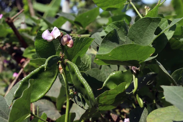 Estoque Edamame Fresco Saudável Árvore Empresa Para Colheita — Fotografia de Stock