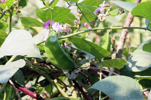 Estoque Edamame Fresco Saudável Árvore Empresa Para Colheita — Fotografia de Stock