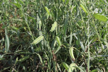 yeşil renkli bezelye ağaçta hasat için.