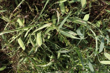 yeşil renkli bezelye ağaçta hasat için.