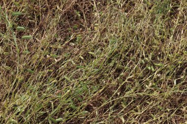 Olgun çimen bezelyesi ağaçta hasat için.