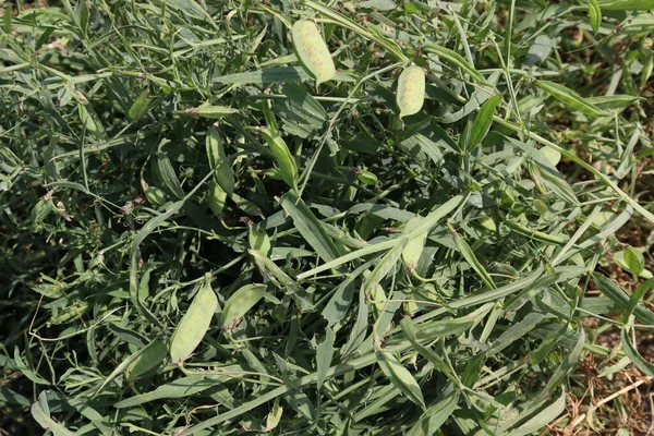 green colored grass pea on tree in firm for harvest