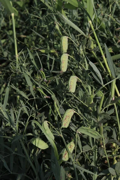 green colored grass pea on tree in firm for harvest