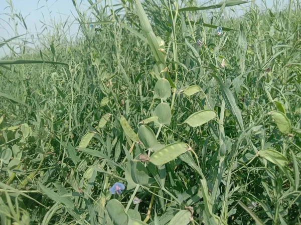 green colored grass pea on tree in firm for harvest