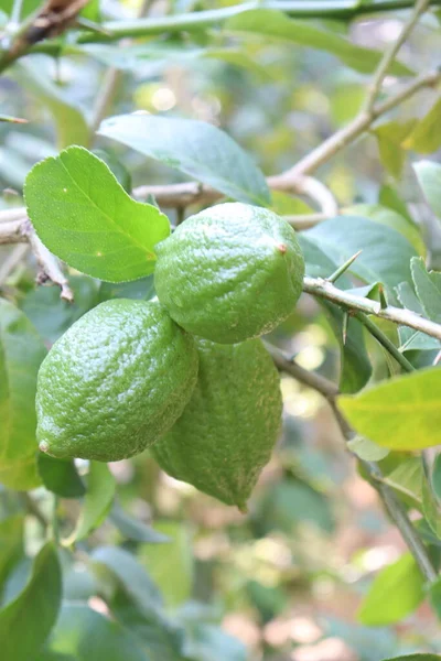 tasty green lemon on tree in firm for harvest