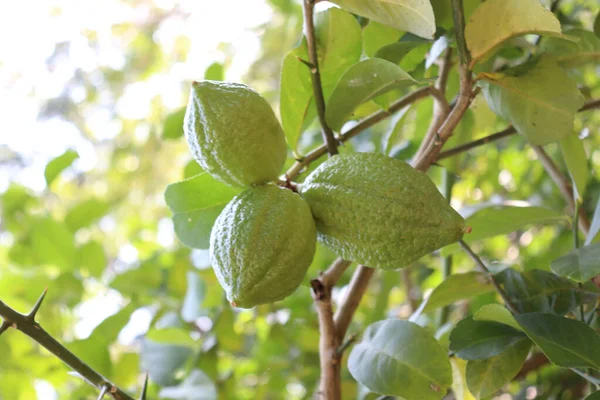tasty green lemon on tree in firm for harvest