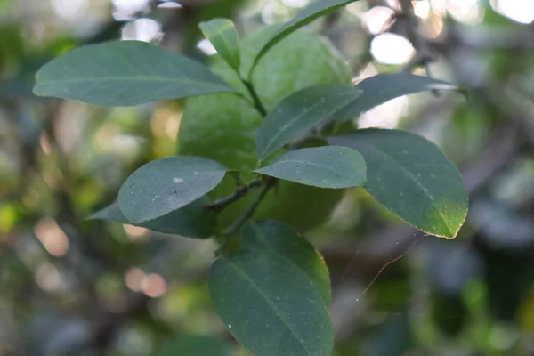 収穫のためにしっかりと木の上においしいグリーンレモン — ストック写真