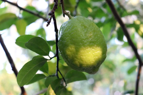 Limón Sabroso Verde Sobre Árbol Firme Para Cosecha —  Fotos de Stock