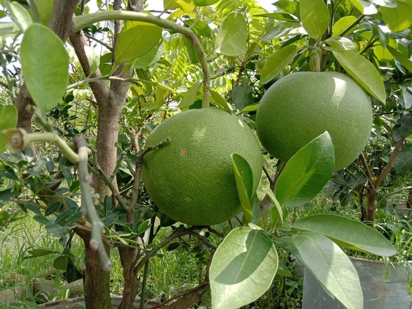 grapefruit pomelo stock on tree in firm