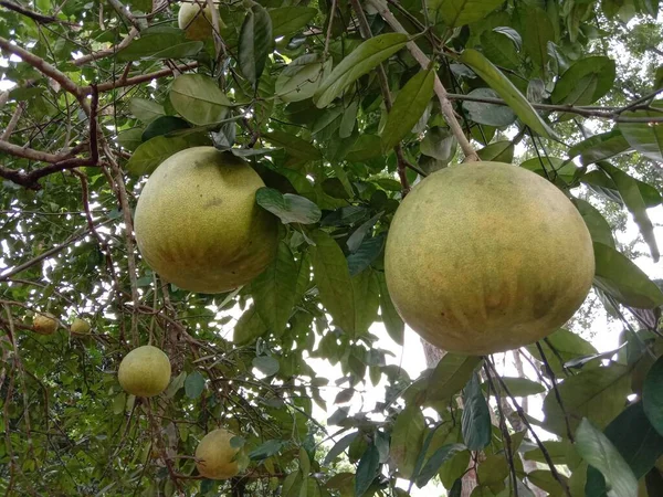 Smaczne Zdrowe Grejpfruty Pomelo Drzewie Jędrnym — Zdjęcie stockowe