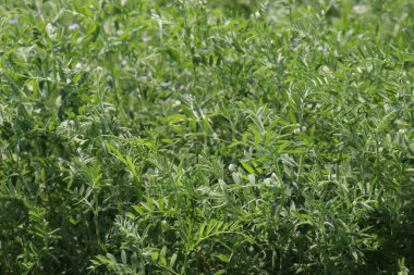 yeşil renkli mercimek hasat için mahsul firması