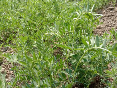yeşil renkli mercimek hasat için mahsul firması