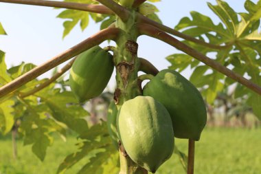 Yeşiller ve çiğ papaya stokları hasat için ağaçta.