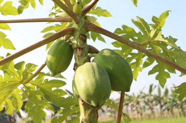 Yeşiller ve çiğ papaya stokları hasat için ağaçta.