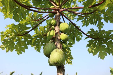 Yeşiller ve çiğ papaya stokları hasat için ağaçta.