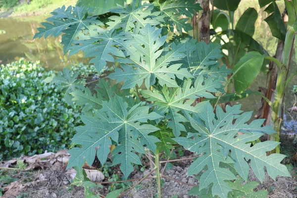 Árbol Papaya Color Verde Firme Para Cosecha — Foto de Stock