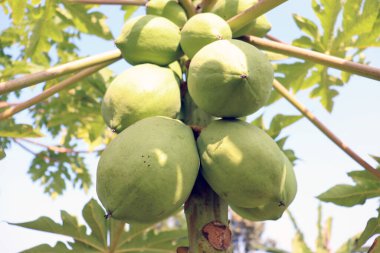 Yeşiller ve çiğ papaya stokları hasat için ağaçta.