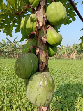 Yeşiller ve çiğ papaya stokları hasat için ağaçta.