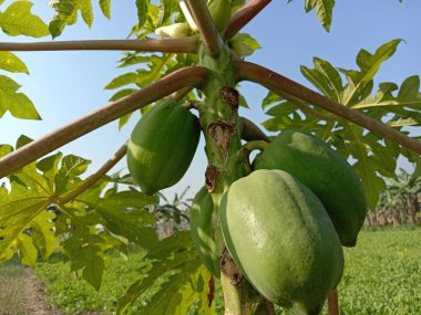 Yeşiller ve çiğ papaya stokları hasat için ağaçta.