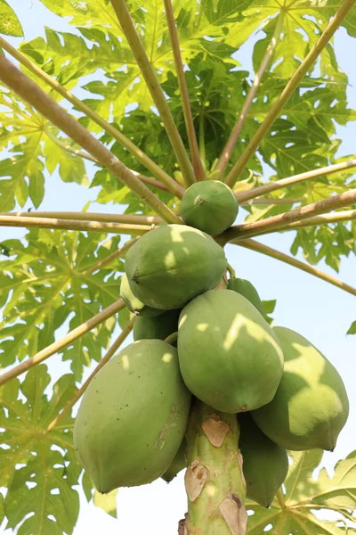 Yeşiller ve çiğ papaya stokları hasat için ağaçta.