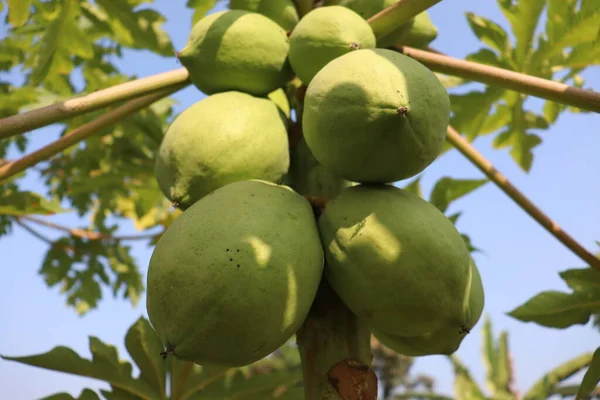 Yeşiller ve çiğ papaya stokları hasat için ağaçta.