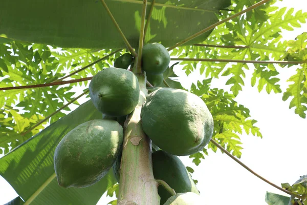 Caldo Papaya Verde Cruda Árbol Firme Para Cosecha — Foto de Stock