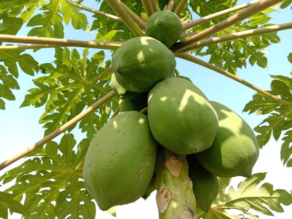 Yeşiller ve çiğ papaya stokları hasat için ağaçta.