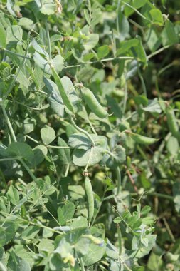 Yeşil Pea Pisum sativum hasat için ağaçta.