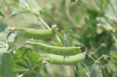 Yeşil Pea Pisum sativum hasat için ağaçta.