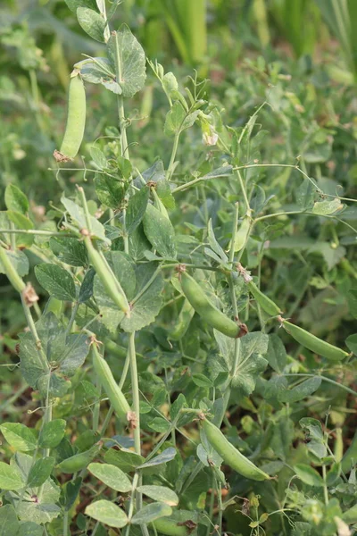 Ervilha Verde Pisum Sativum Árvore Firma Colheita — Fotografia de Stock