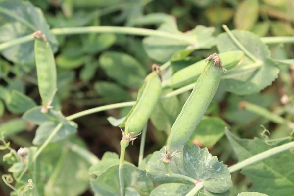 Green Pea Pisum Sativum Дереві Збору Врожаю — стокове фото