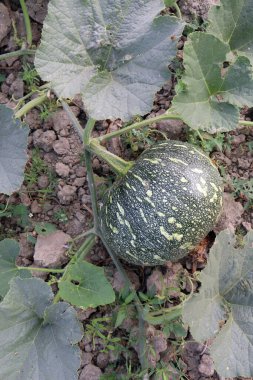 yeşil renkli ham balkabağı hasat için sıkıca kapatıldı